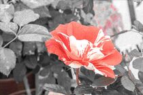 PENCIL SKETCH EFFECT of a rose