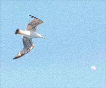 PENCIL SKETCH EFFECT of seagull by susanna mattioda