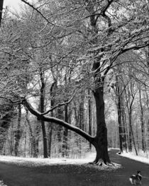 Der große Baum mit frischem Schnee – BNW Photography