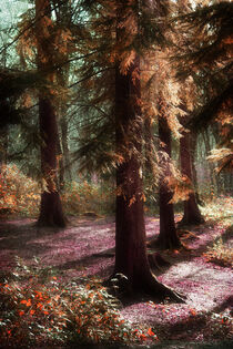 Woodland Enchantment 2 by CHRISTINE LAKE