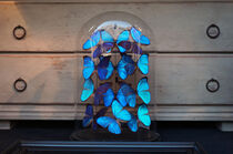 Schmetterlinge im Glas von Bianca Grams