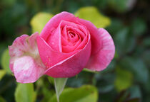 Rose in pink von Bianca Grams