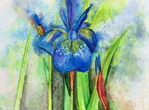 Aquarell einer blauen Schertlilie. Gemaltes Blumenaquarell Iris. by havelmomente