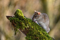 Eine wilde Ratte  by Claudia Evans
