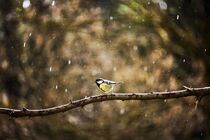 Ein kleiner Singvogel  by Claudia Evans