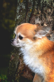 Chihuahua  by Claudia Evans
