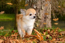 Chihuahua im Herbst von Claudia Evans
