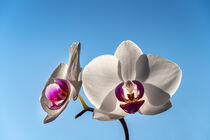 Orchideen by Stephan Zaun