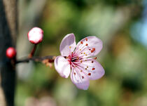 Cherry Blossom von Bianca Grams