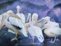 Pelikanfamilie von Christina von Puttkamer