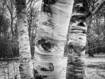 Birke im Winter – Schwarz-Weiß Photography