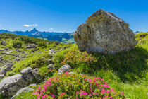 Alpenrosenblüte (Rhododendron), Koblat am Nebelhorn, dahinter der Hochvogel (2592m), Allgäuer Alpen by Walter G. Allgöwer