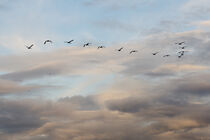 Ziehender Vogelschwarm an bedecktem Wolkenhimmel von René Lang