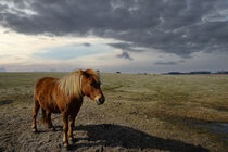 Einsames Pferd by Jens-Burkhardt Kepke