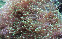 Korallenleuchten von Susanne Winkels
