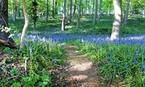 Waldweg im Wald der blauen Blumen by Susanne Winkels