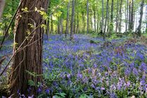 Im Wald der blauen Blumen by Susanne Winkels