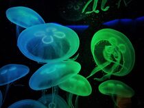 Jellyfishes - Quallen by Susanne Winkels