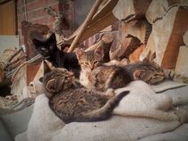 Katzenfamilie auf dem Bauernhof von Susanne Winkels