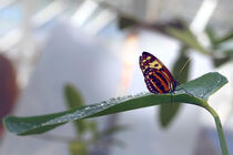 Schmetterling auf Blatt by Franziska  Wilhelm
