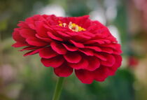 rote Blüte von Bianca Grams