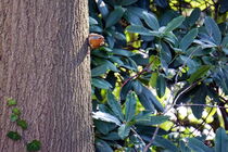 Rotkehlchen am Baum von Bianca Grams