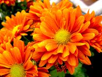 Orangfarbene Blüten von Franziska  Wilhelm