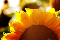 Sonnenblumenblüte im Gegenlicht von Franziska  Wilhelm