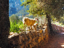 Schaf auf einem alten Bergpfad auf Mallorca. Tramuntanagebirge. Gemälde. by havelmomente