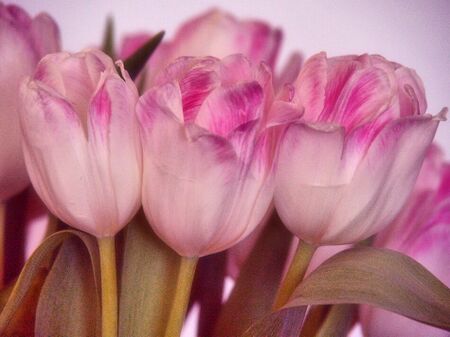 Tulpen-art