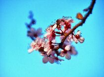 Zartrosa Frühlingsblüten von Edgar Schermaul