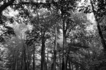 Laubwald im Nebel – Fineart Schwarz-Weiß-Fotografie von Robert H. Biedermann