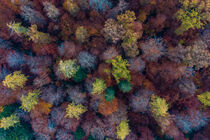 Luftbildaufnahme Wald im Herbst in Deutschland by dieterich-fotografie