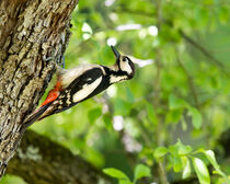 Woodpecker by Sebastian Frey