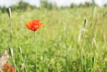 Lonely poppy flower on green field by kristynes