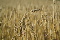 Spelt wheat full frame by kristynes