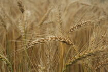 Wheat field von kristynes