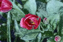 Tulpen im Gartenbeet by Petra Dreiling-Schewe