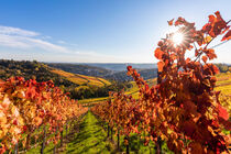 Weinbau bei Stuttgart-Rotenberg im Herbst by dieterich-fotografie