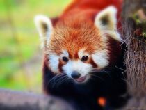 Roter Panda von maja-310