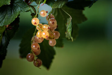 Bunch-of-white-currant-berries