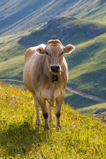 Kuh auf der Weide in der Schweiz by dieterich-fotografie