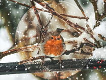 In der Schneekugel - Rotkehlchen by Chris Berger