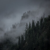Fog and low clouds on a moody day in the trees in the mountains by Bastian Linder
