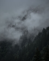 Fog and low clouds on a moody day in the trees in the mountains by Bastian Linder