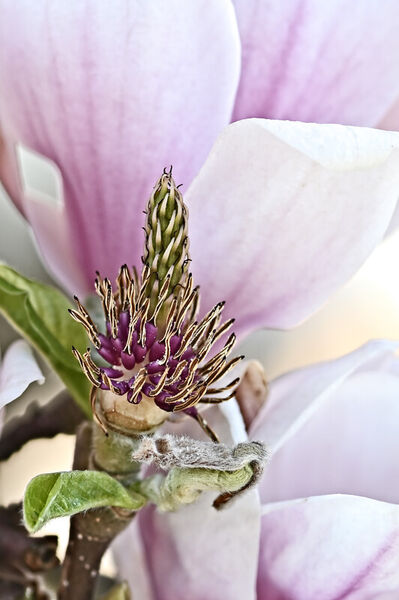 Innere-der-magnolienblute