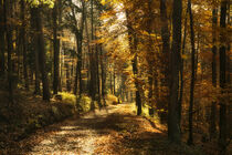 Herbstwald von Susanne Fritzsche