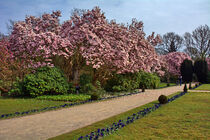 Magnolienblütenpanorama von Edgar Schermaul