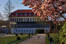 Schloss Berge zur Magnolienblüte von Edgar Schermaul