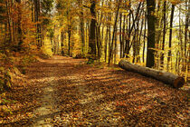 Spaziergang im Herbst von Susanne Fritzsche